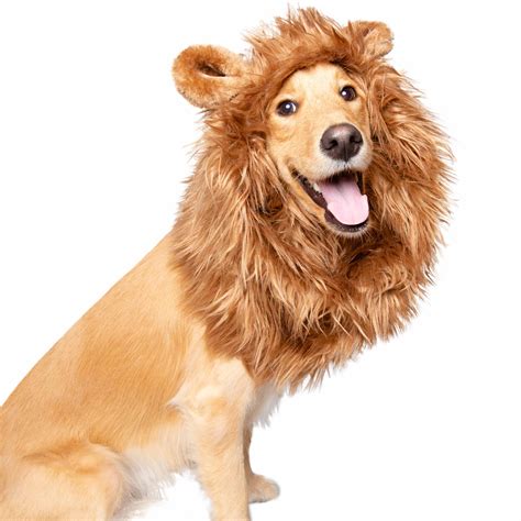 CHICTRY <strong>Lion Mane Dog Costume</strong> with Ears <strong>Pet Lion Mane</strong> Wig for Large Medium <strong>Dogs</strong> Hair Halloween Christmas Festival Party Fancy Dress Up Clothes <strong>Costume</strong> Dark Brown One Size. . Dog lion mane costume